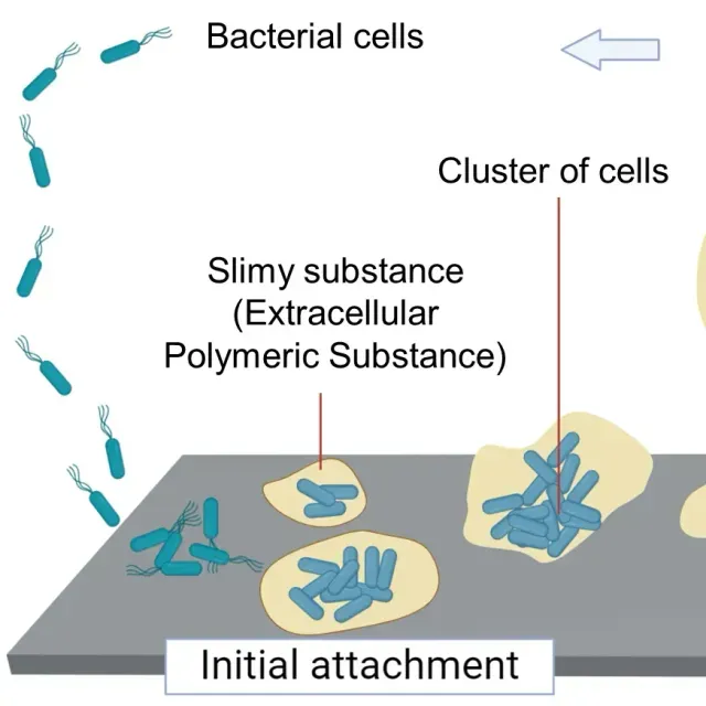 thumbnail for publication: Biofilms and Their Impact on the Food Industry